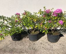 Rhododendrons