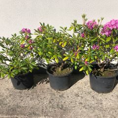 Rhododendrons