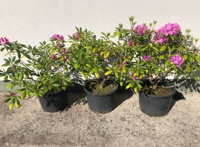 Rhododendrons