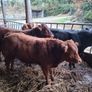 Bulls Image 6