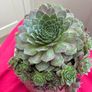 plant Image 5