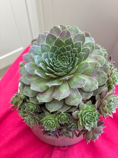 plant
