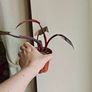 Philodendron Pink Princess Plant Image 4
