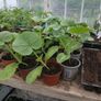 pumpkin plants Image 2