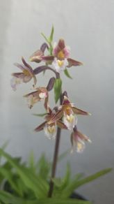 Garden orchid