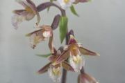 Garden orchid