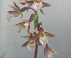 Garden orchid