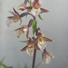 Garden orchid