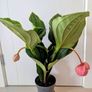 Medinilla Maginifica Plant Image 3