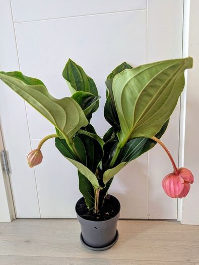Medinilla Maginifica Plant