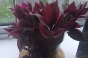 Purple tongue plant