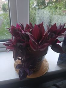 Purple tongue plant