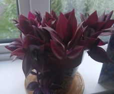 Purple tongue plant