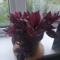 Purple tongue plant