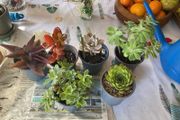 plant &amp;trees succulent