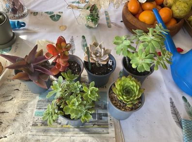 plant &trees succulent
