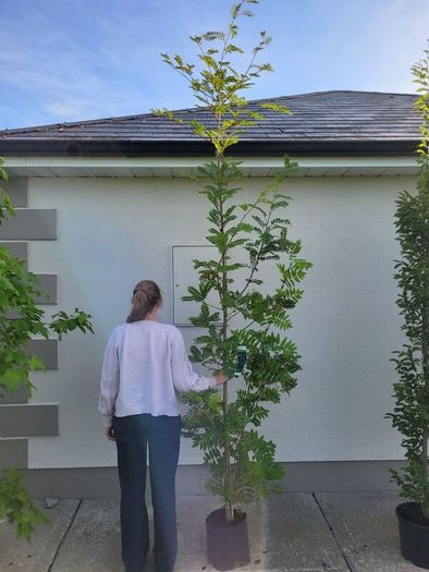 trees for sale
