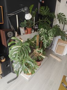 Monstera Collection