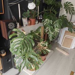 Monstera Collection