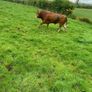 Bull Image 3