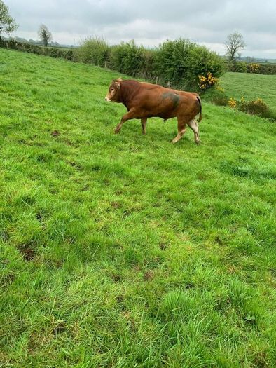 Bull