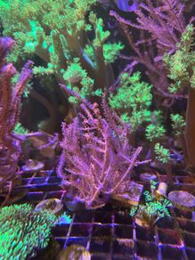 Marine Soft Corals