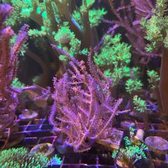 Marine Soft Corals