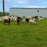 Hoggetts Image 2