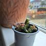 Crassula marnieriana_worm plant Image 3