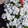 Hanging basket Image 10