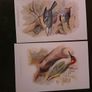 Nice selection of animal and bird print's Image 8