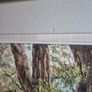 oil painting by Maura Jones forest landscape Image 5