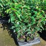 Portuguese Laurel Image 7
