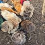 Silkies Image 2