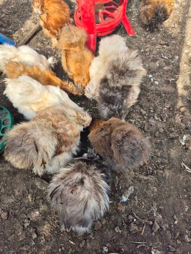 Silkies