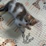 kitten Image 3
