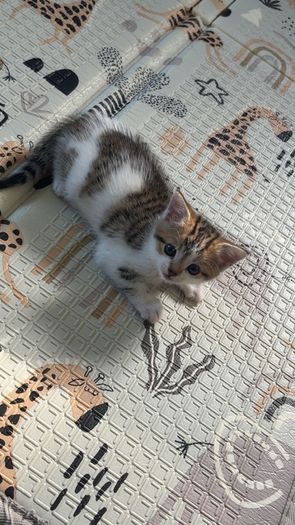 kitten