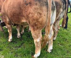 Limousine bull