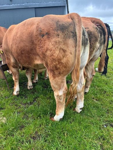 Limousine bull