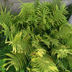garden fern