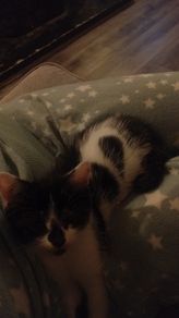 kittens