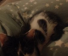 kittens