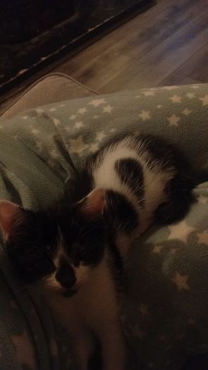 kittens