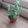 PICKLE PLANT (Delosperma echinatum) Image 2