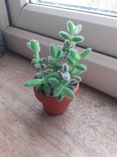 PICKLE PLANT (Delosperma echinatum)