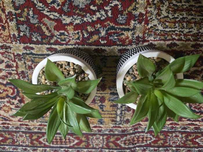Plant decor