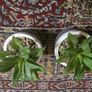 Plant decor Image 4