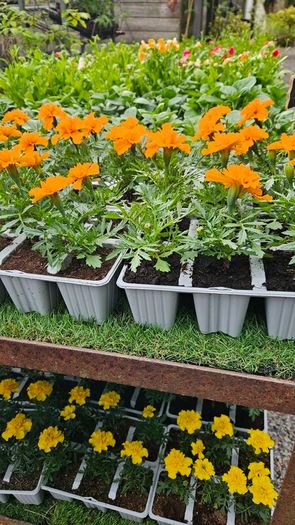 Trailing Baskets Plants Surfinia,