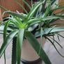Aloe Vera plant Image 3
