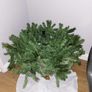 Christmas Image 5